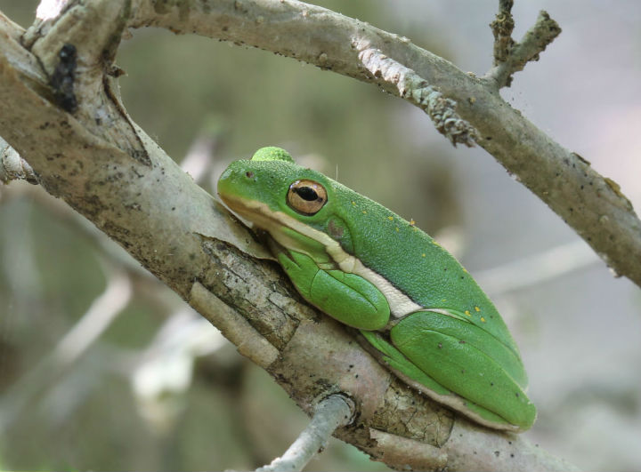 Green Treefrog